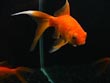 Fantail Goldfish 